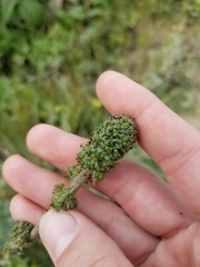 Acaena pinnatifida californica