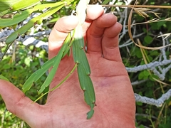 Carmichaelia williamsii