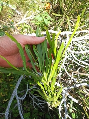 Carmichaelia williamsii