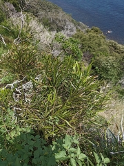 Carmichaelia williamsii