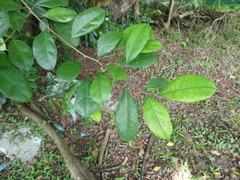 Ficus heteropleura