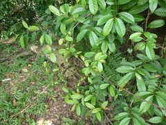 Tetracera indica