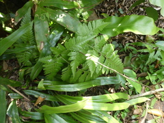 Davallia denticulata