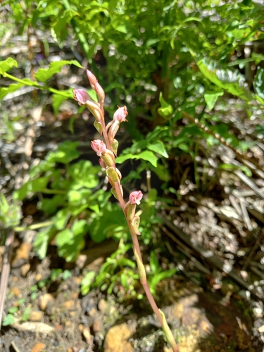 Image of Satyrium ligulatum by (c) Christiaan Viljoen, some rights reserved (CC BY)