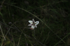 Arthropodium milleflorum