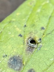 Pachypsylla celtidismamma