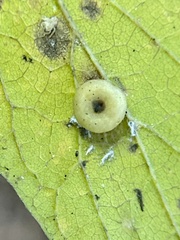 Pachypsylla celtidismamma