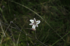 Arthropodium milleflorum