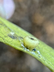 Pachypsylla celtidismamma