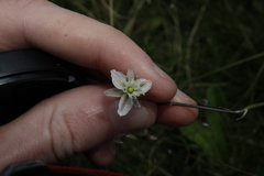 Arthropodium milleflorum