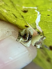 Pachypsylla celtidismamma