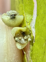 Pachypsylla celtidismamma