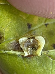 Pachypsylla celtidismamma