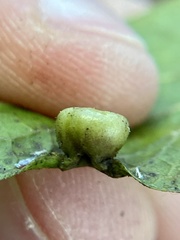 Pachypsylla celtidismamma