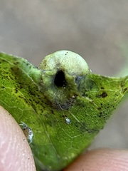 Pachypsylla celtidismamma