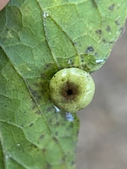 Pachypsylla celtidismamma