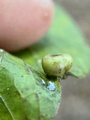 Pachypsylla celtidismamma