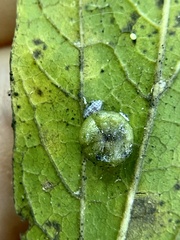 Pachypsylla celtidismamma