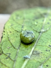 Pachypsylla celtidismamma