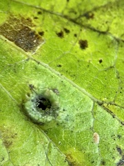 Pachypsylla celtidismamma