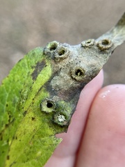 Pachypsylla celtidismamma