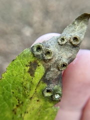 Pachypsylla celtidismamma