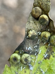 Pachypsylla celtidismamma