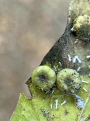 Pachypsylla celtidismamma