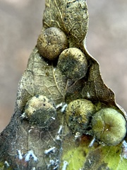 Pachypsylla celtidismamma