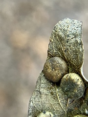 Pachypsylla celtidismamma