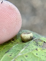 Pachypsylla celtidismamma