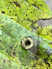 Pachypsylla celtidismamma