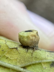 Pachypsylla celtidismamma