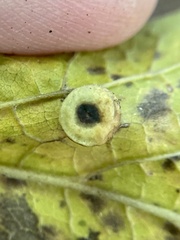 Pachypsylla celtidismamma