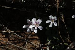 Pelargonium australe