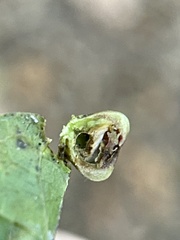 Pachypsylla celtidismamma