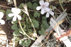 Pelargonium australe