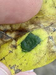 Pachypsylla celtidisvesicula