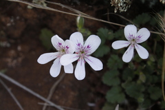 Pelargonium australe