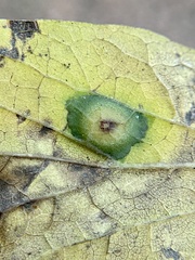 Pachypsylla celtidisvesicula