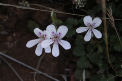 Pelargonium australe
