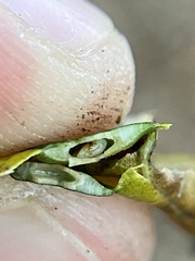 Pachypsylla celtidisvesicula