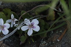 Pelargonium australe