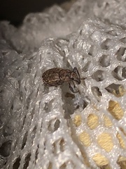 Dyslobus granicollis