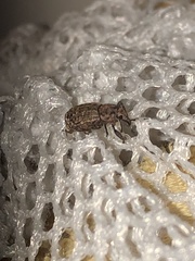 Dyslobus granicollis