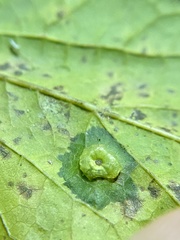 Pachypsylla celtidisasterisca