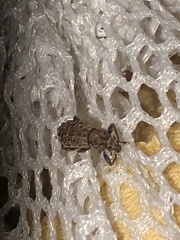 Dyslobus granicollis