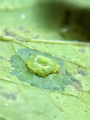 Pachypsylla celtidisasterisca