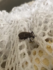 Dyslobus granicollis