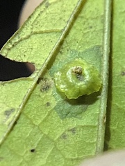 Pachypsylla celtidisasterisca